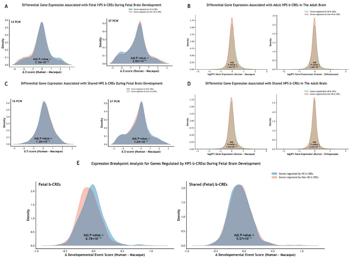 GeneticsSociety's tweet photo. Using 243 primate whole genomes, @HGGAdvances' latest article identifies over 8K brain-active elements that show human-specific positive selection, shape gene expression differences, &amp; are enriched for neuropsychiatric disorders: https://t.co/rBaskpBh57 #ASHG #HumanGenetics https://t.co/j4xq3uoVQ5