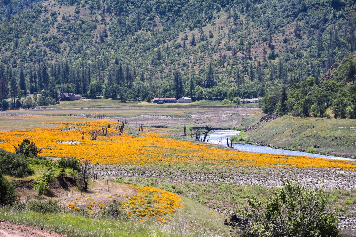 TheYurokTribe's tweet photo. This spring, the wildflower bloom in the reach of the former Iron Gate and Copco reservoirs is even more prolific than previous years, painting the banks of the Klamath River in swaths of gold, yellow and green. https://t.co/WpOwqwdTYG
