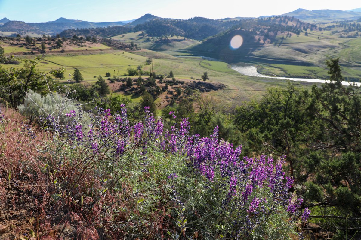 TheYurokTribe's tweet photo. This spring, the wildflower bloom in the reach of the former Iron Gate and Copco reservoirs is even more prolific than previous years, painting the banks of the Klamath River in swaths of gold, yellow and green. https://t.co/WpOwqwdTYG