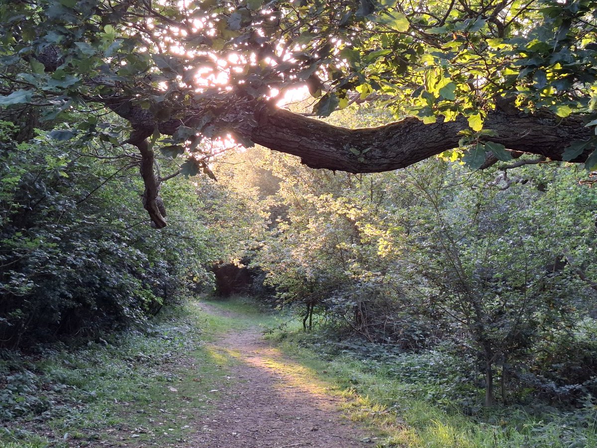 michaelpearcehp's tweet photo. An enjoyable walk this evening around High Halstow National Nature Reserve (Northward Hill). Lovely to hear the Nightingales singing.

#NorthwardHill #NationalNatureReserve #HighHalstow #HooPeninsula #Rochester #Kent #England https://t.co/6e3M4TxpSl
