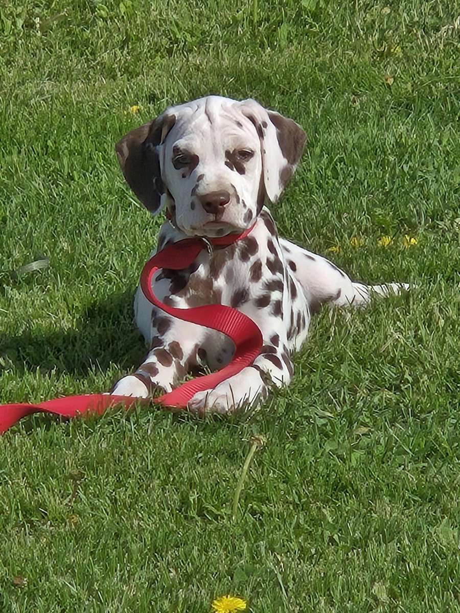 ayrporte's tweet photo. #cuteness #overload
#puppies
#dalmation
#newpup https://t.co/xwnCVpRLb3