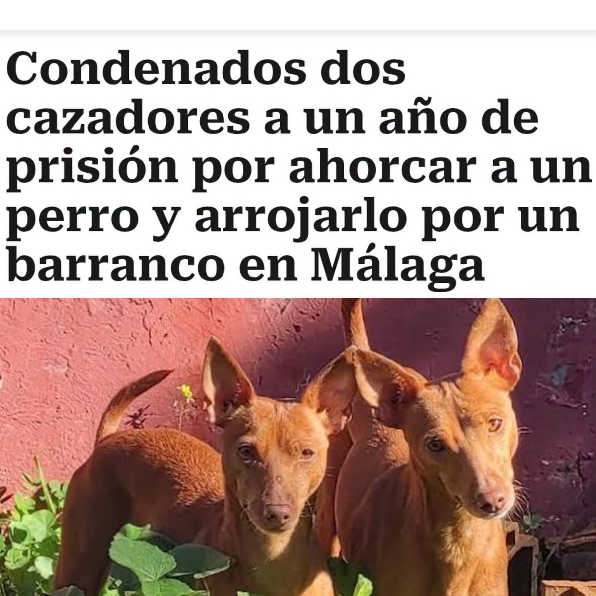 Boniatobill🔻☮️😇 tweet media