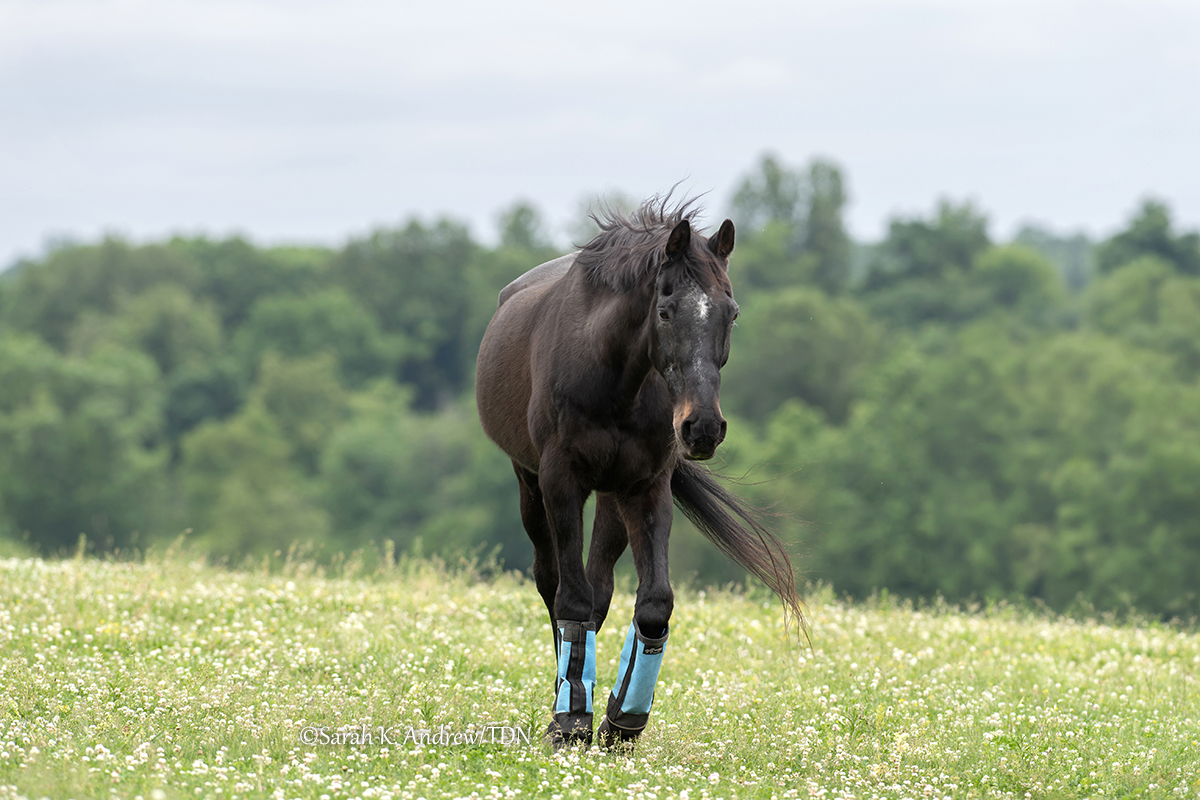 TDN tweet media