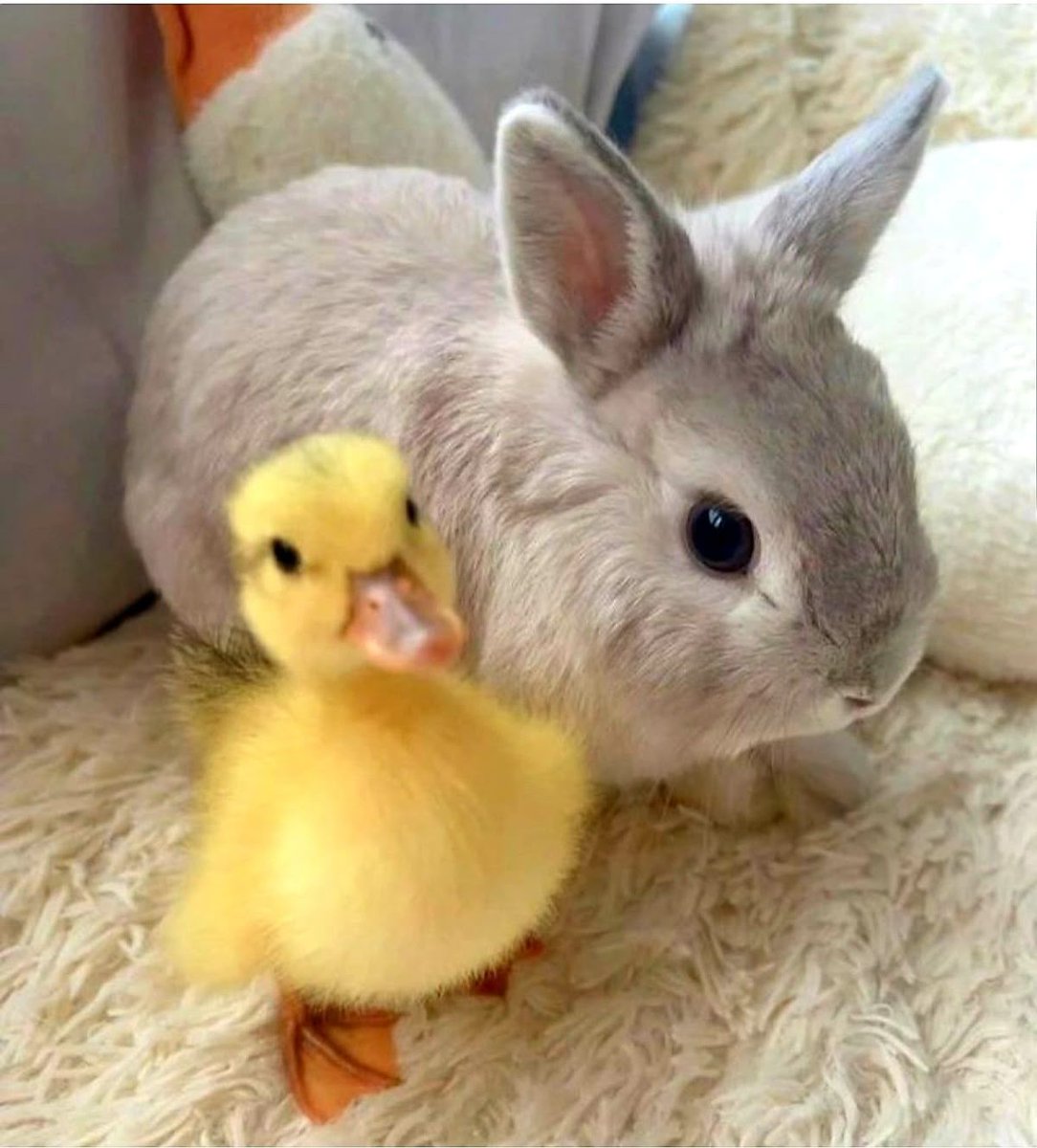 only cute things tweet media