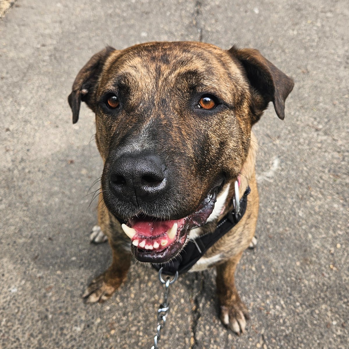 EdmontonHumane's tweet photo. It was smooth sailing on @GlobalEdmonton as Dr. Ted Purcell introduced 2-year-old Rocky Road! 🐶 

This laid-back guy loves sniff walks &amp; cuddling on the couch. He requires a home with adults, older children (12+), &amp; no small animals or cats.

Learn more: https://t.co/iLjRCQBV5j https://t.co/qPe8CGBRIK