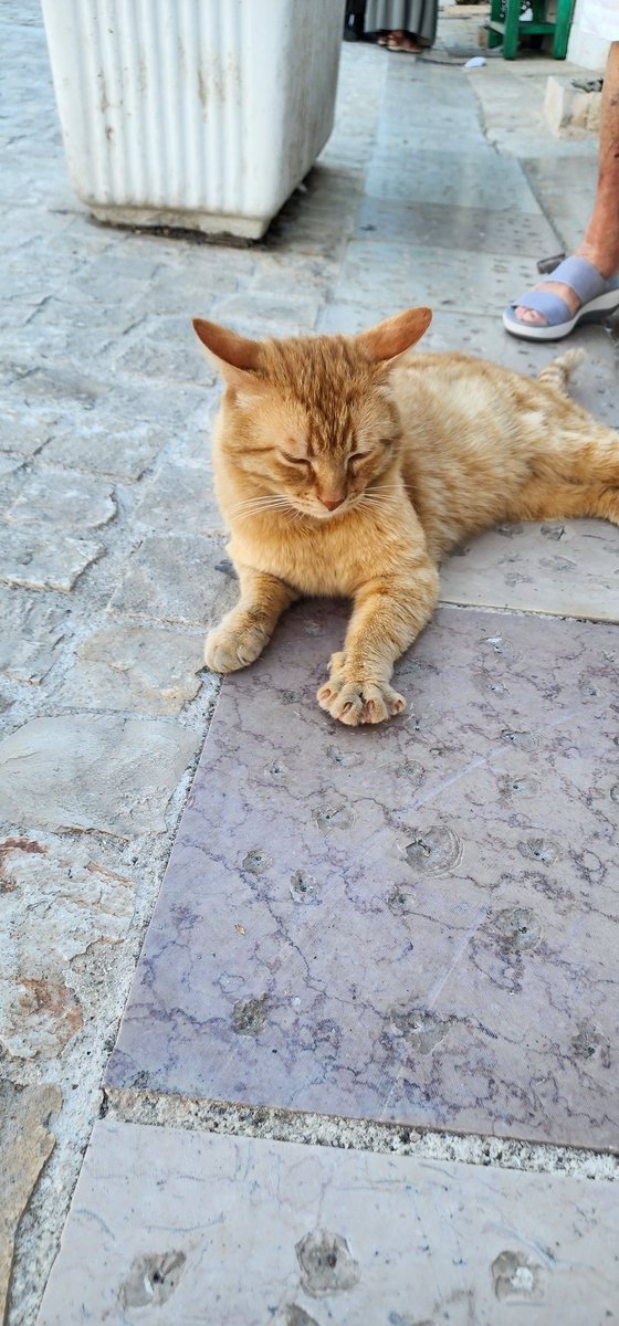 TOMEKO56's tweet photo. 街にマイクラみたいな木があったんやけど🌳あと猫ちゃん🐈️ https://t.co/USeJC19iZV