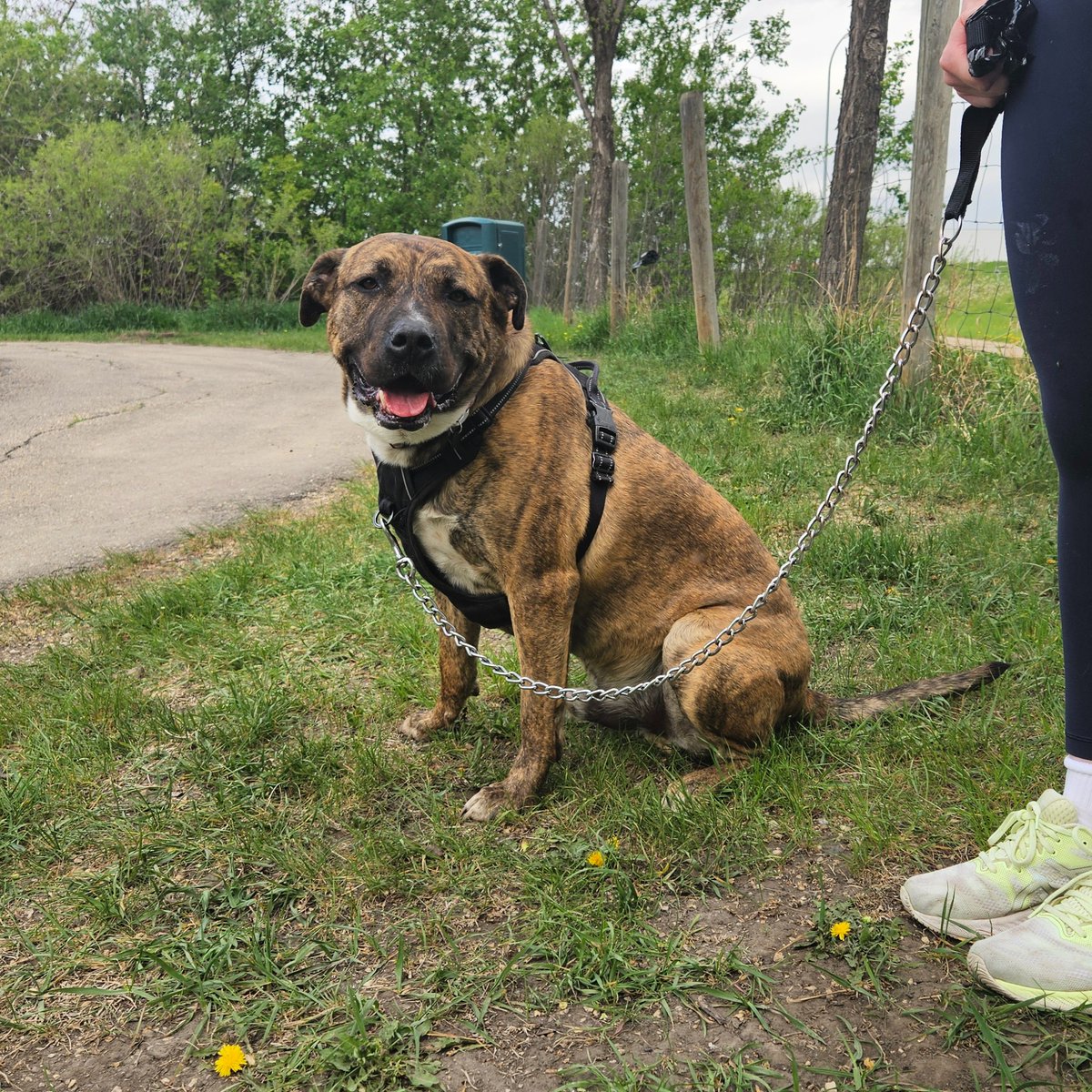 EdmontonHumane's tweet photo. It was smooth sailing on @GlobalEdmonton as Dr. Ted Purcell introduced 2-year-old Rocky Road! 🐶 

This laid-back guy loves sniff walks &amp; cuddling on the couch. He requires a home with adults, older children (12+), &amp; no small animals or cats.

Learn more: https://t.co/iLjRCQBV5j https://t.co/qPe8CGBRIK