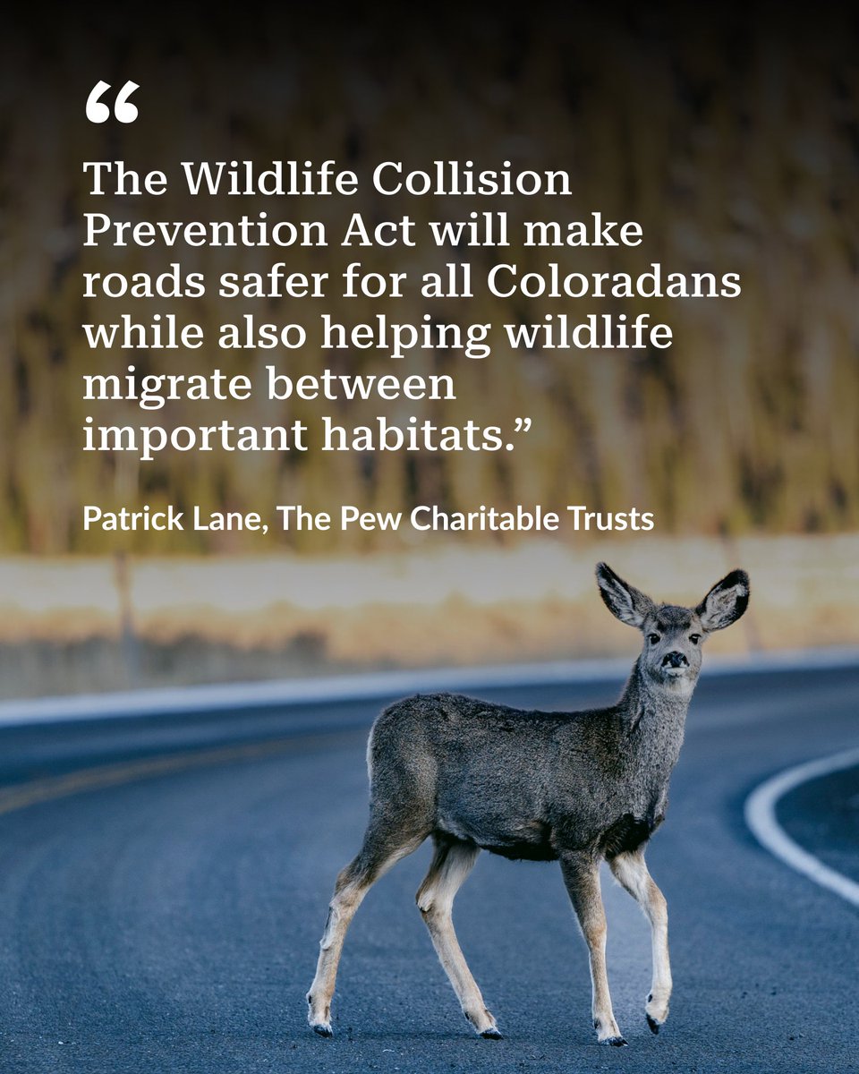 pewtrusts's tweet photo. Big win for people and wildlife in Colorado: A new bipartisan law will dedicate funding for wildlife crossings and nearby habitats. 

The move will help prevent dangerous collisions and keep animals moving safely.  https://t.co/ZGy4LKZsGa

📸 Cecilio Ricardo/Forest Service https://t.co/lTqsfUQc8x
