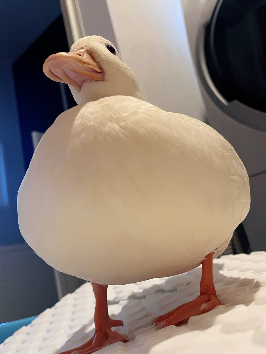 コールダックしろみと従者𓅰 tweet media