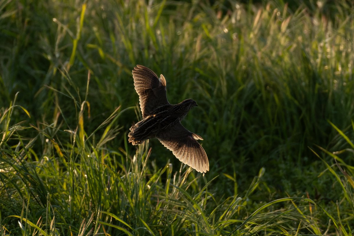 gninwoDeoJ's tweet photo. Another lifer for me this evening, a small, weird, bubble sound making quail. I was under the impression they were skulky, this one flew a few times and even sung in view for a few minutes! Corn bunts, yellow wags, marsh harrier, grey parts also at Rixton Moss @CAWOSBirding https://t.co/8ameV35jEQ