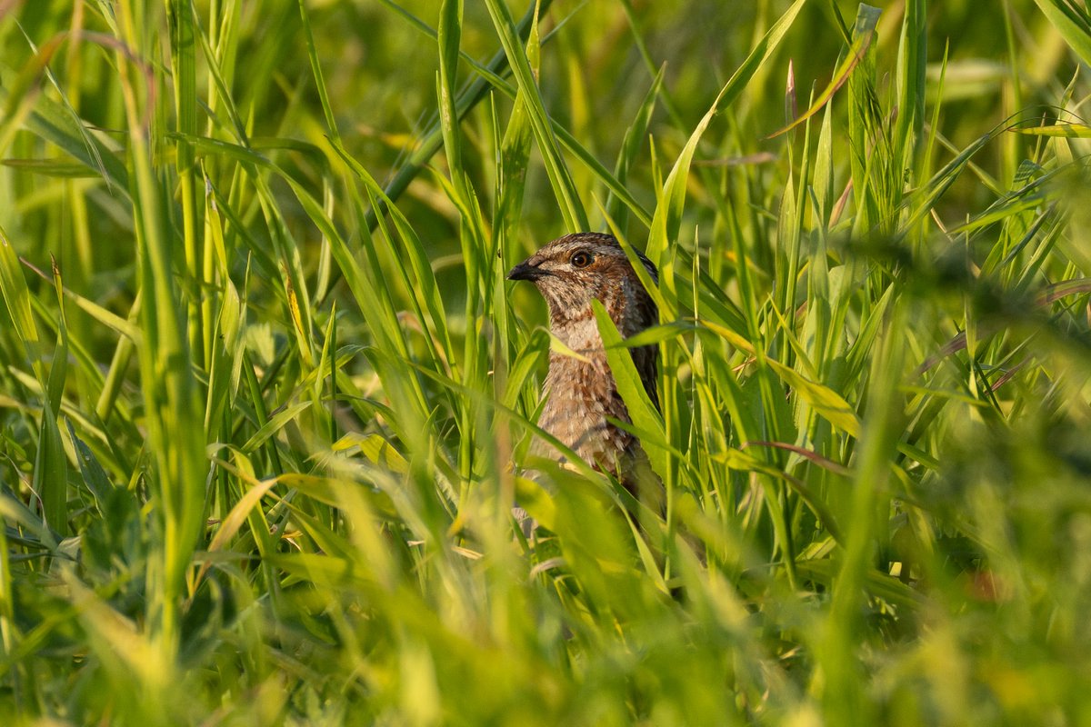 gninwoDeoJ's tweet photo. Another lifer for me this evening, a small, weird, bubble sound making quail. I was under the impression they were skulky, this one flew a few times and even sung in view for a few minutes! Corn bunts, yellow wags, marsh harrier, grey parts also at Rixton Moss @CAWOSBirding https://t.co/8ameV35jEQ