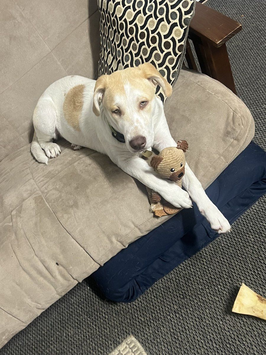 Loopey8's tweet photo. For anybody I know who saw my last posts, I had to show a dumb white women how dumb she was. 

It happens.   “😏”

Anyways! new dog! 🤗🤗
White dog bttr than white women tbh! 🦮 https://t.co/4M1lqZncwt
