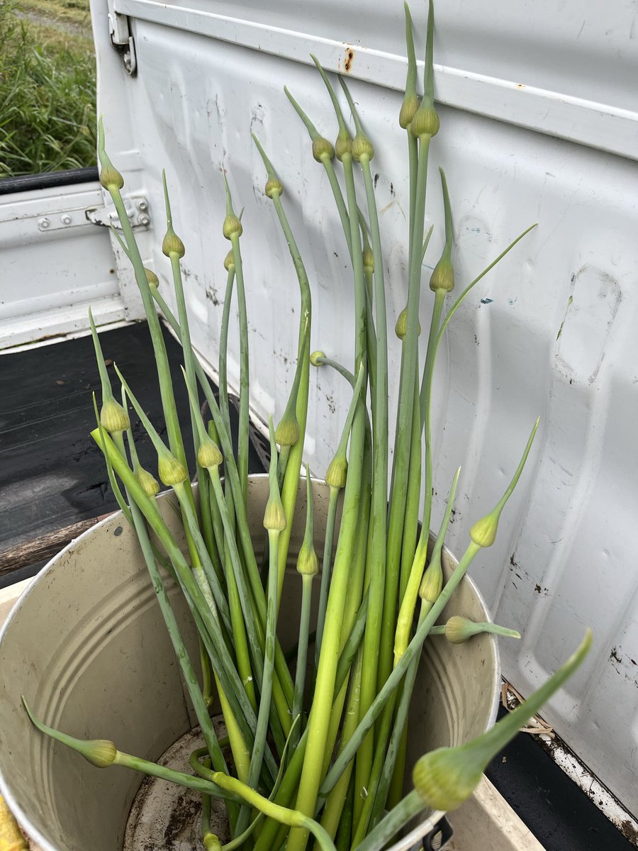 hipcrops's tweet photo. ニンニクの芽
収穫は大変ですが、とても美味しい野菜です https://t.co/fbFbBT7djG