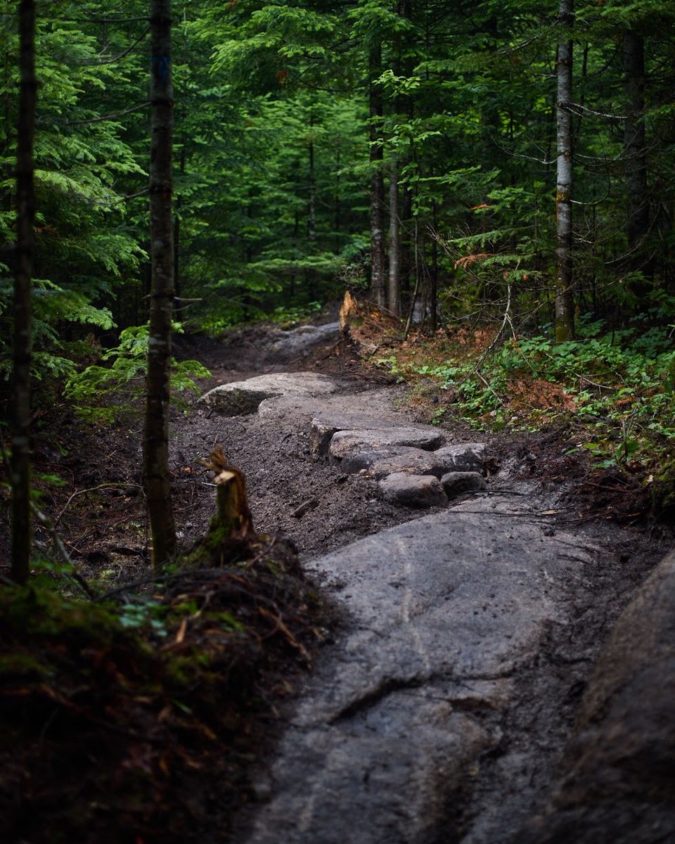 trailbuildermag's tweet photo. Trail fairies may not exist.

According to “preliminary scientific evidence,” those perfectly shaped berms and freshly maintained trails may actually be the result of volunteers fueled by caffeine and questionable protein sources.

Yes, this is a real article.

Vol 4:1 is out. https://t.co/FQVBMO2j1V