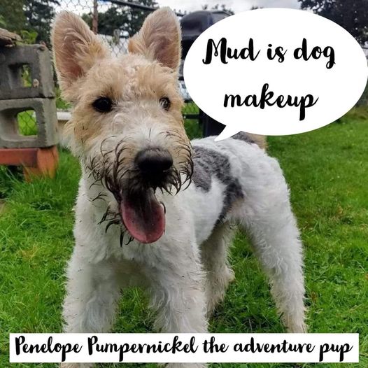 🐶🌈 Rumplepimple 🌈🐶 tweet media