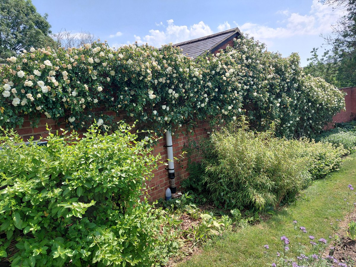 yutrees's tweet photo. Alfred Carrier rambler in full glory! #gardening https://t.co/4RXqqi2vef