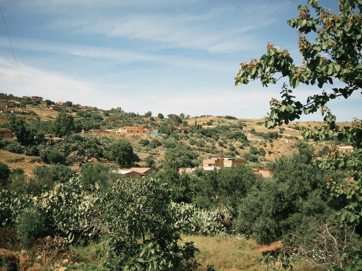 c1trnn's tweet photo. algerian countryside 🌳🍇🫒 https://t.co/MVoVu6VMRQ