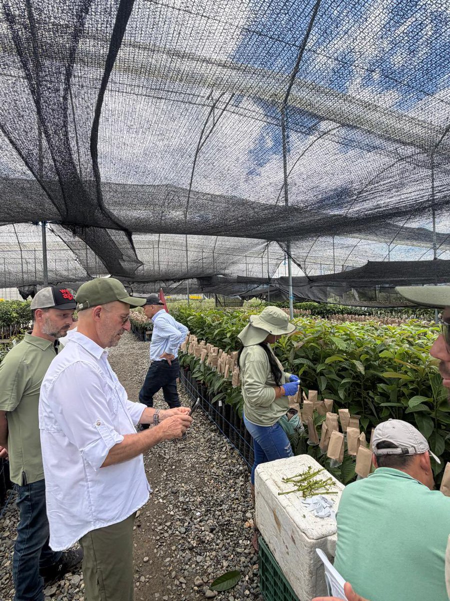 FrancoisRoudie's tweet photo. En el #MesDeEuropa, visité la finca de limón del Grupo Greenland en Caldas: una empresa carbono neutro con capital colombiano y europeo que crea empleos, desarrollo sostenible y comunidad. Con la Alianza Empleos Verdes contribuimos a una transición verde e inclusiva 🇨🇴🇪🇺. https://t.co/LvHIoeCmVi