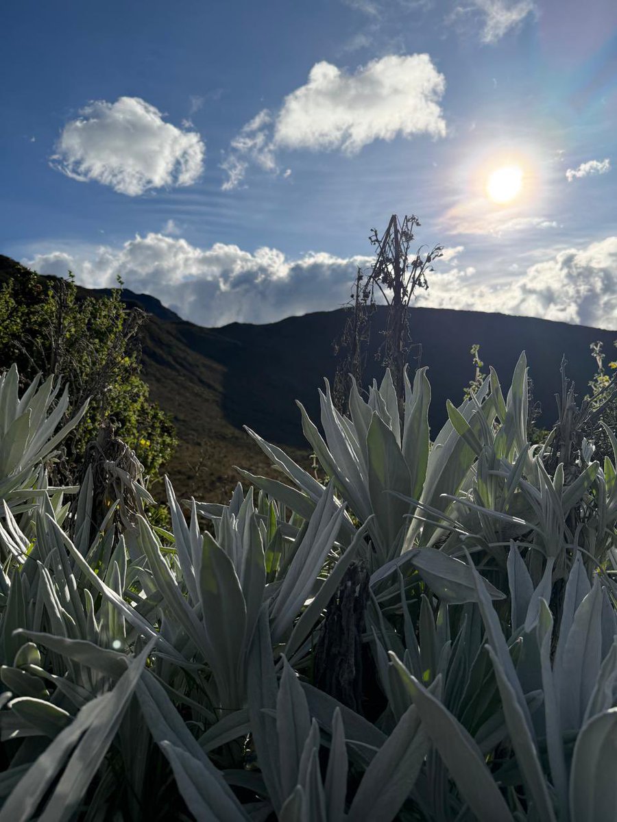 FrancoisRoudie's tweet photo. En el #MesDeEuropa, visité la finca de limón del Grupo Greenland en Caldas: una empresa carbono neutro con capital colombiano y europeo que crea empleos, desarrollo sostenible y comunidad. Con la Alianza Empleos Verdes contribuimos a una transición verde e inclusiva 🇨🇴🇪🇺. https://t.co/LvHIoeCmVi