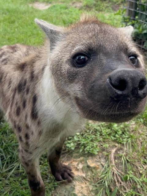 Hyena tweet media