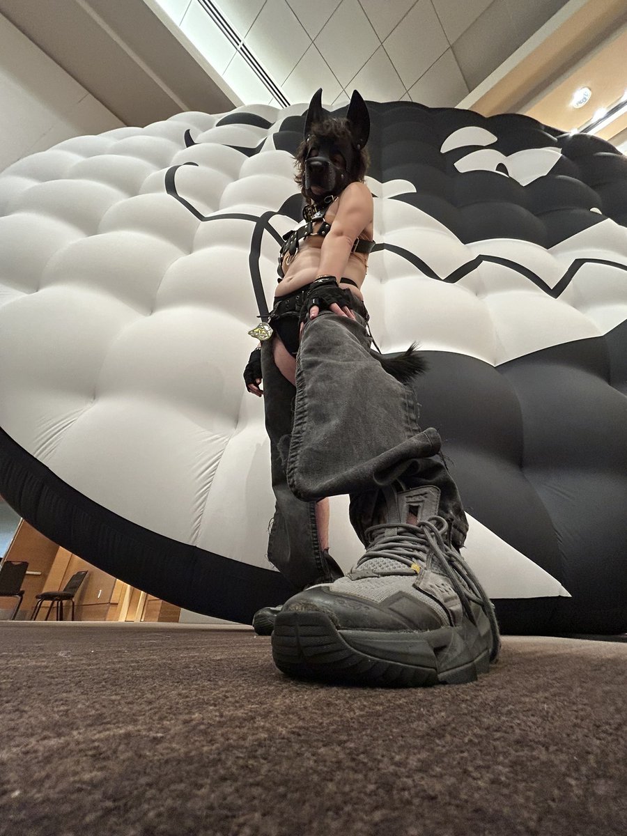 ftmwolfdog's tweet photo. New dog on the scene ~ would you train this dumb wolfdog? #humanpet #petplay #pupplay https://t.co/5mLj4v6YoL