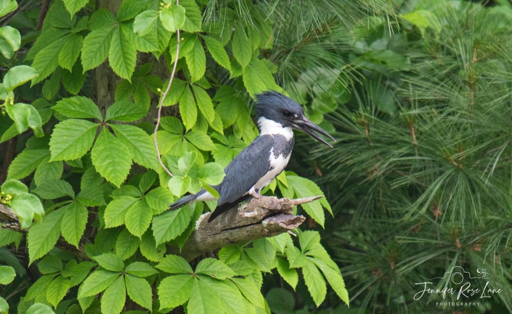 Jens_Starry_Sky's tweet photo. A belted kingfisher π A male I think. #Birding #WV #WVBirds #Birdwatching @ThePhotoHour @SpencerWeather @GaudetWeather https://t.co/ARWV8eF7ji
