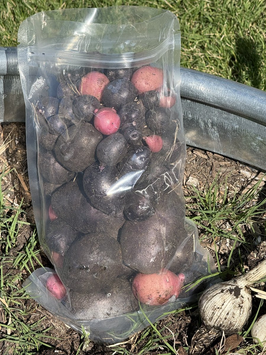 BonhamTISD's tweet photo. The Garden Club held its last meeting of the year! 🌱🥔 Members finished harvesting the rest of the potatoes and garlic and got to take fresh ingredients home to their families for dinner that night. https://t.co/1Zhpf4Ers2