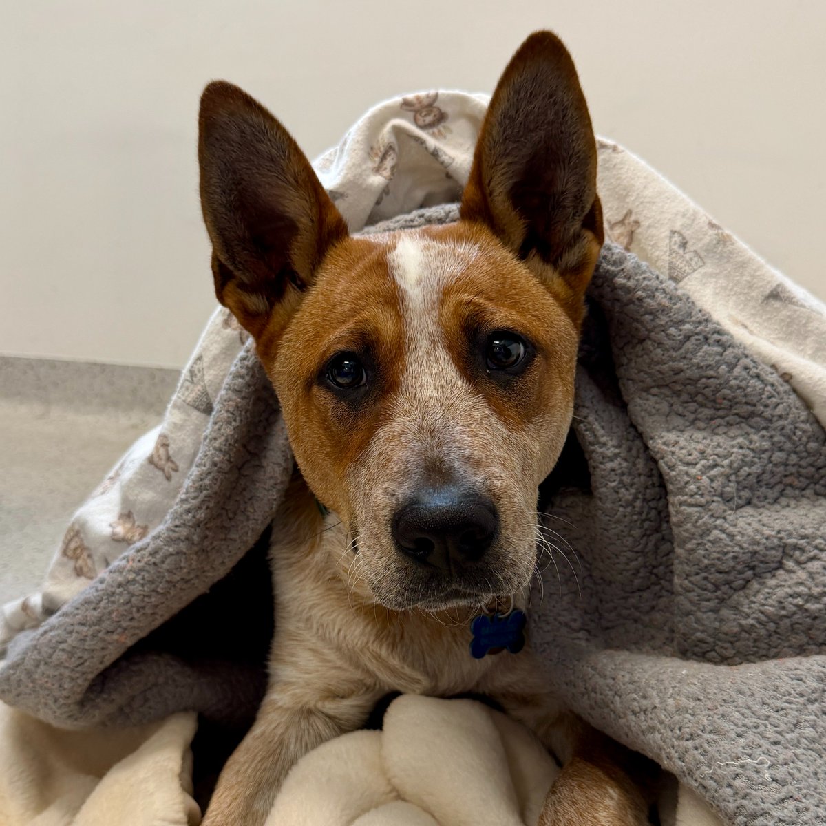LortSmith's tweet photo. 🚨Please share! 🚨
With the official start of winter just a few days away, we have launched Operation Snugglebug, our annual winter blanket, towel and treats drive.
Every year, more than 20,000 animals visit our hospital and adoption centre seeking warmth, comfort and the best possible care from our teams across North Melbourne and Campbellfield.
Heading up the mission again this year is Detective Pupster Smith, who is hard at work sniffing out all the generous and kind members of our community willing to donate this winter and help keep our animals warm and their tummies full.
Soft blankets, towels and treats may seem simple, but they make a world of difference for pets staying in hospital or shelter care, helping them feel safe, secure and comfortable while they recover or wait for a new home.
Much needed donations can be dropped off or couriered to:
Lort Smith Animal Hospital: 24 Villiers Street, North Melbourne, Vic 3051
Campbellfield Clinic and Adoption Centre: 25-35 Berwick Road, Campbellfield, Vic 3061
For a full list on what we can and cannot accept this winter please visit: https://t.co/gSwL5PPGe8