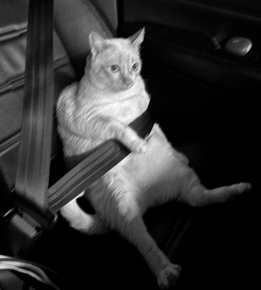 argdeon's tweet photo. ⚠︎ Baby on board. https://t.co/1FMyzg1zKP