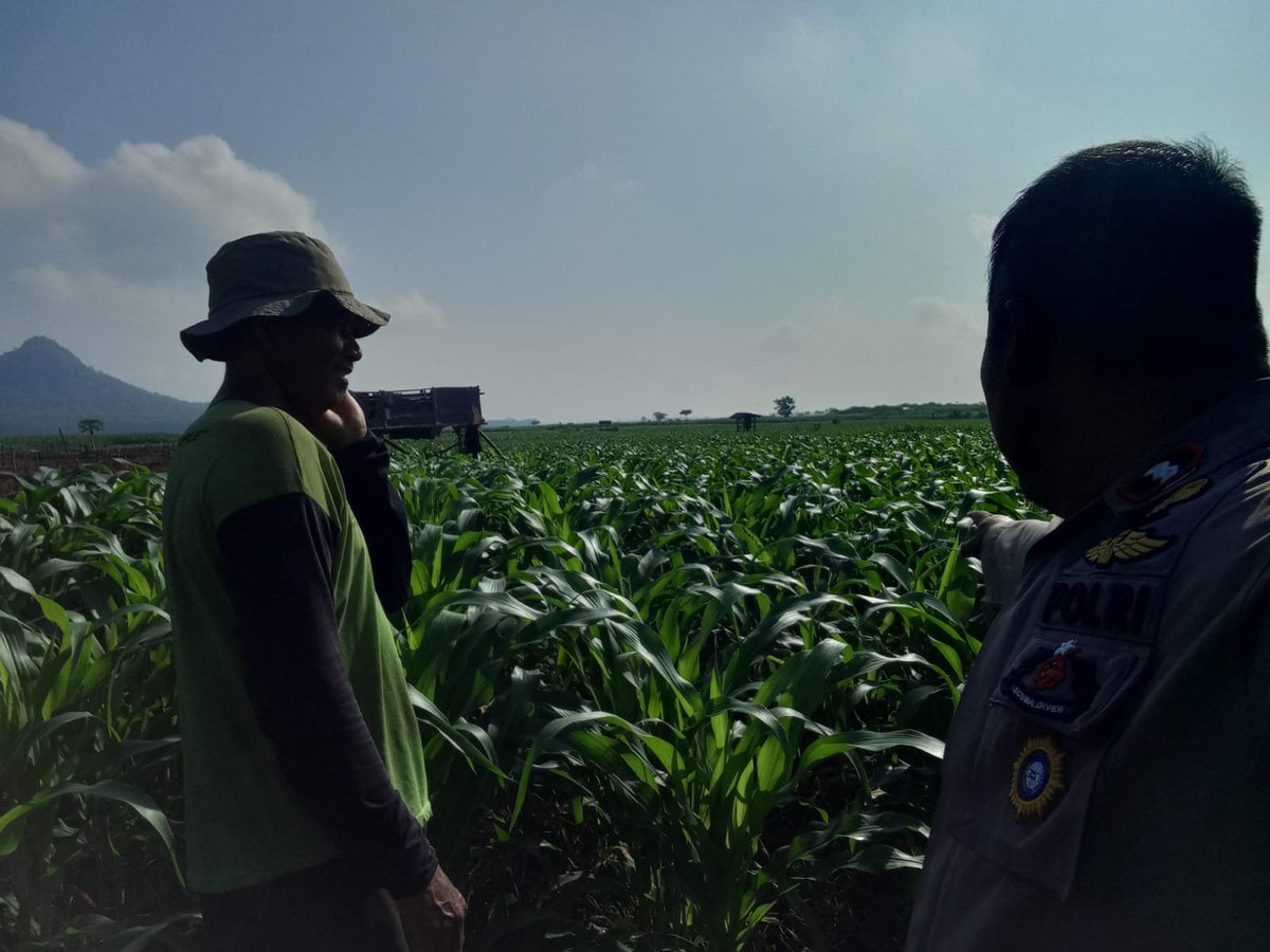 HumasSemboro's tweet photo. Ps.Kanitbinmas Polsek Tempurejo Aipda Totok Widarto melaksanakan monitoring lahan jagung milik warga binaannya yang sedang merawat Jagung guna mendukung ketahanan pangan demi mewujudkan Swasembada Pangan Negara Republik Indonesia yang digaungkan oleh Presiden Prabowo Subianto. https://t.co/bUwyYnMKT3