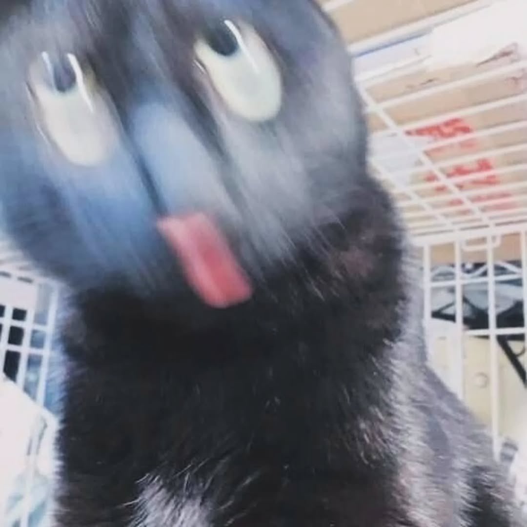 癒される動物 tweet media
