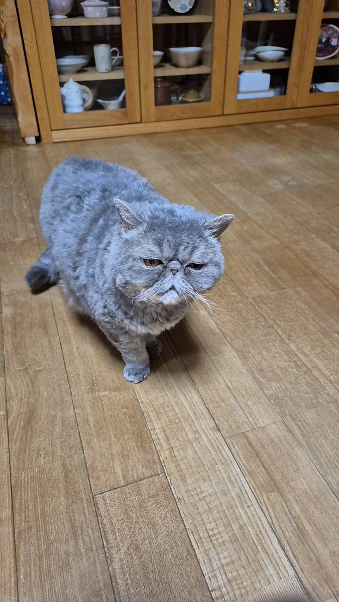 momonopiki's tweet photo. 猫を探しています。

知り合いの猫ちゃんが、5月16日の夜から迷子になってしまっています。
川崎市宮前区平付近です。
どんな些細な情報でも構いません。
もしお心当たりのある��はご連絡お待ちしております。
よろしくお願いいたします。
 #迷い猫  #川崎市  #宮前区  #猫  #探しています https://t.co/S9bKWqyARb