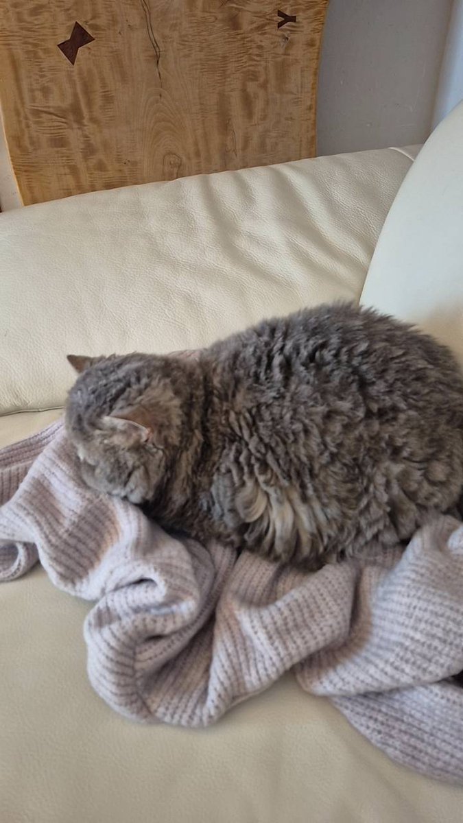 momonopiki's tweet photo. 猫を探しています。

知り合いの猫ちゃんが、5月16日の夜から迷子になってしまっています。
川崎市宮前区平付近です。
どんな些細な情報でも構いません。
もしお心当たりのある��はご連絡お待ちしております。
よろしくお願いいたします。
 #迷い猫  #川崎市  #宮前区  #猫  #探しています https://t.co/S9bKWqyARb