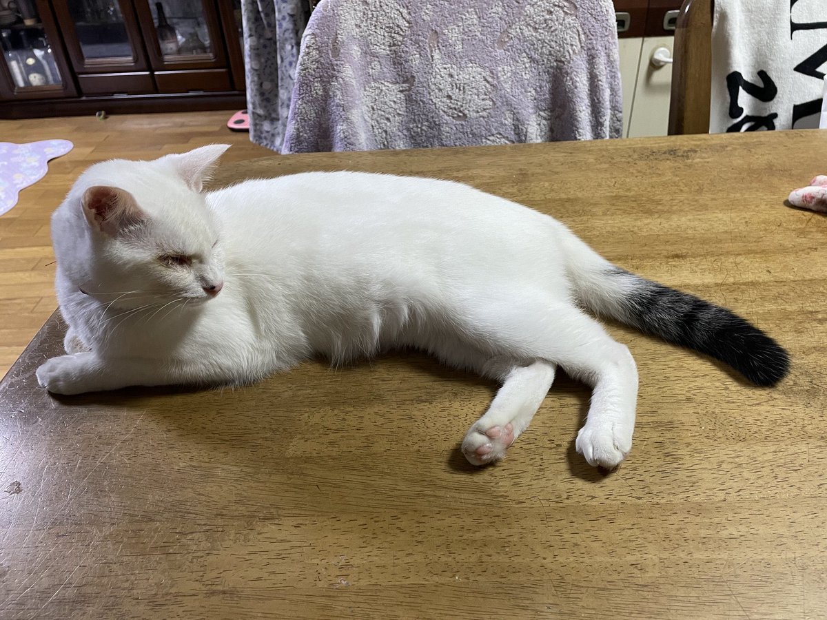 (ΦωΦ)(ΦωΦ)猫ねこちゃん♥トレー♥(ΦωΦ)(ΦωΦ)(ΦωΦ)猫♥ ねこかわいいね(*ΦωΦ*)