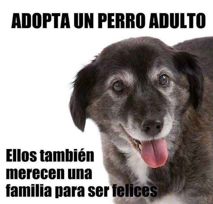 Adopta una mascota tweet media