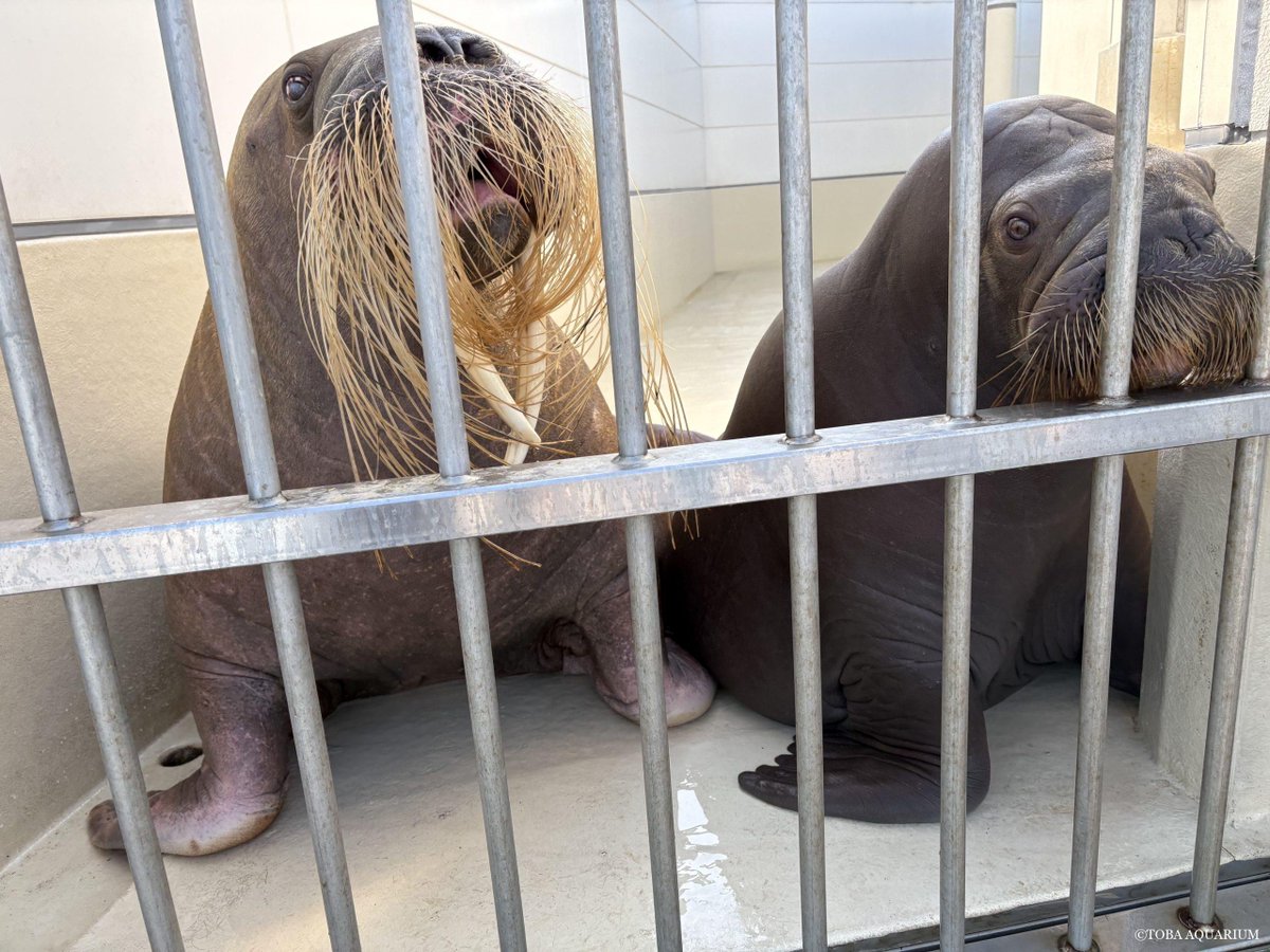 TOBA_AQUARIUM's tweet photo. いつもと違うプールはどうかな？: 6/1からLコーナーの改修工事をすることが発表されました。 少しの間Lコーナーのいきものが見えずご迷惑をおかけしますが、工事が終わったら暑さ対策をして、いきものに会いに来てくださいね！   さて、その工事の為ツ https://t.co/oi81bRG4Wl https://t.co/0cVJpIuDAw