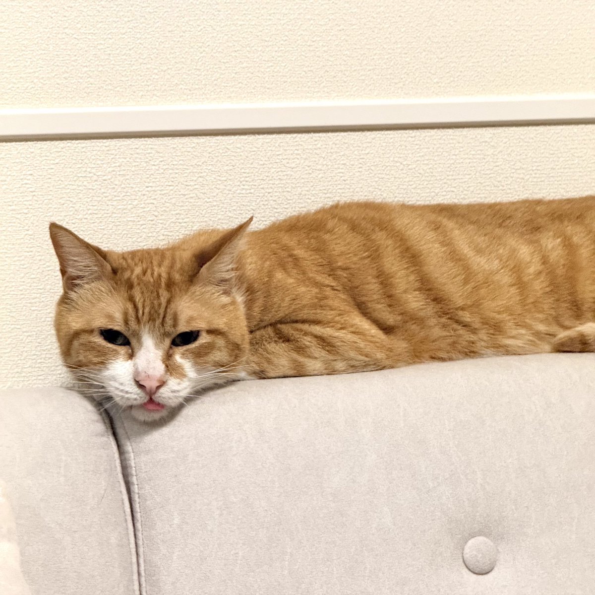 矢崎広 tweet media