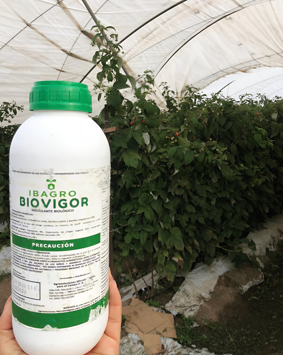 copemeperu's tweet photo. #Convocatoria: Especificaciones Técnicas para la provisión de bolsas de Biovigor concentrado certificado para parcelas productivas de paltas.
✅ Revisa la información completa:
➡️ https://t.co/A5iILtjb6d https://t.co/YuJ9wHHKcZ