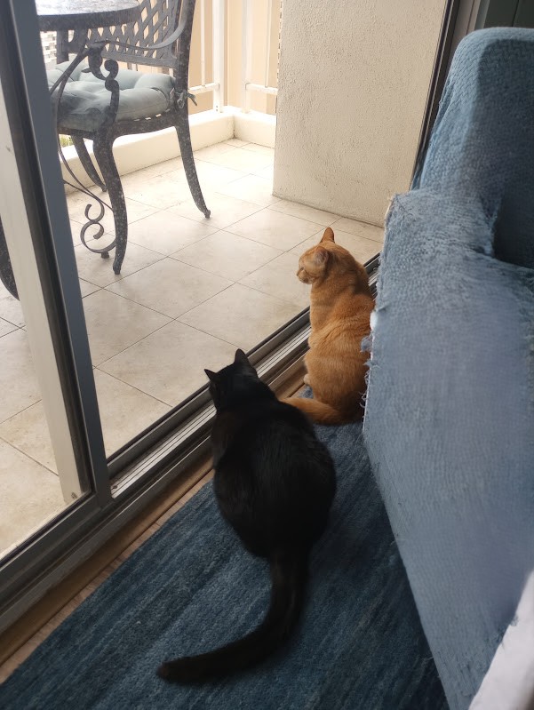 muuronmeg's tweet photo. Ron and Meg suddenly started chattering and staring outside. There were three birds on our lanai fence!
 #RonandMeg https://t.co/GsYweoxqyL