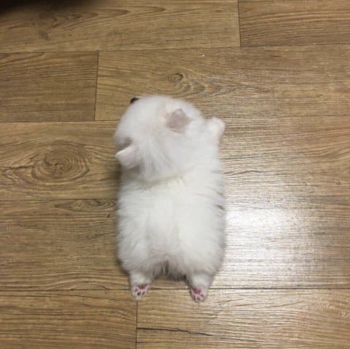 Cat is life ~猫は人生~ tweet media