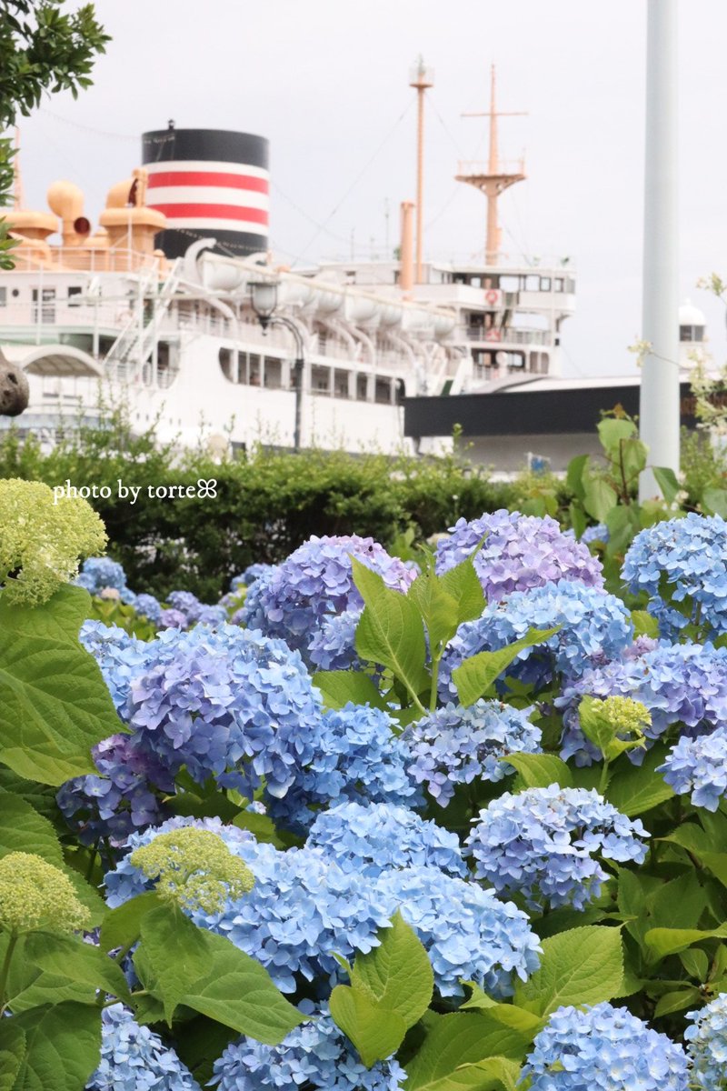 torte_march's tweet photo. ꕀ𖠳ᐝ

      浪漫が広がるねꕤ·͜·
　　　　   　˖✻𓂃⚓︎*⌖.🩵 https://t.co/CQJFhwk7kc