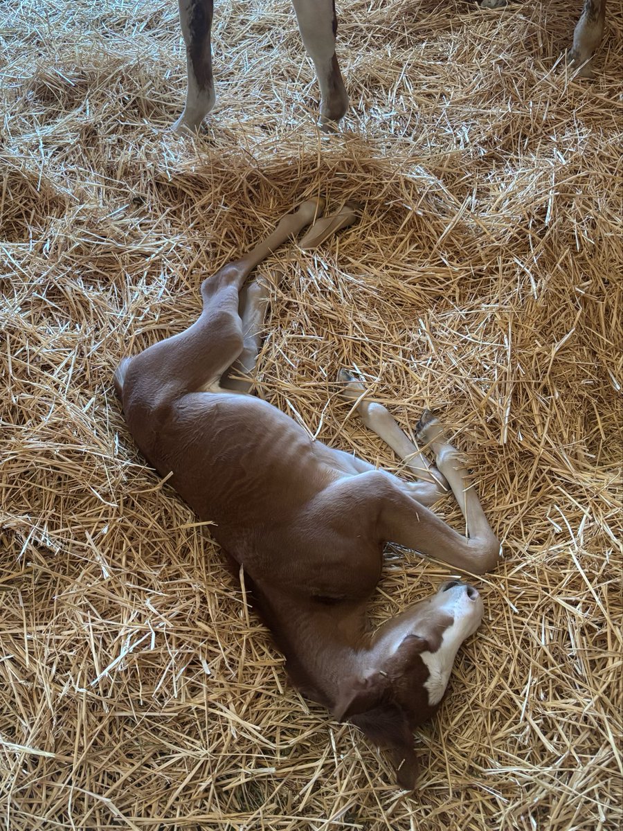 bumpasshelll's tweet photo. This filly is so so impossibly tiny she ran between my legs and had room to spare https://t.co/4WpOHKHvqH