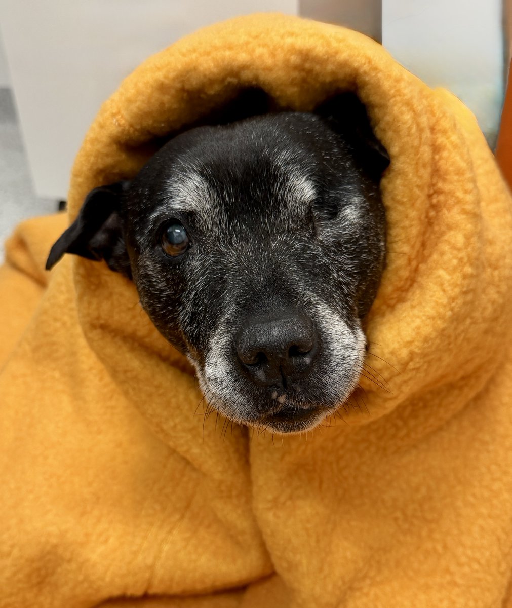 LortSmith's tweet photo. 🚨Please share! 🚨
With the official start of winter just a few days away, we have launched Operation Snugglebug, our annual winter blanket, towel and treats drive.
Every year, more than 20,000 animals visit our hospital and adoption centre seeking warmth, comfort and the best possible care from our teams across North Melbourne and Campbellfield.
Heading up the mission again this year is Detective Pupster Smith, who is hard at work sniffing out all the generous and kind members of our community willing to donate this winter and help keep our animals warm and their tummies full.
Soft blankets, towels and treats may seem simple, but they make a world of difference for pets staying in hospital or shelter care, helping them feel safe, secure and comfortable while they recover or wait for a new home.
Much needed donations can be dropped off or couriered to:
Lort Smith Animal Hospital: 24 Villiers Street, North Melbourne, Vic 3051
Campbellfield Clinic and Adoption Centre: 25-35 Berwick Road, Campbellfield, Vic 3061
For a full list on what we can and cannot accept this winter please visit: https://t.co/gSwL5PPGe8