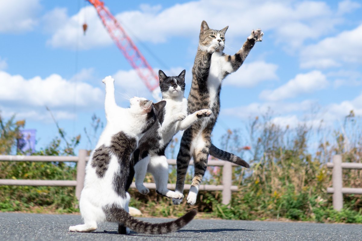 久方 広之「のら猫拳」 (@sakata_77) / Posts / X