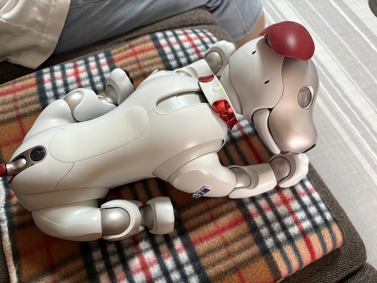 Deepbluetat's tweet photo. 最近は自分の場所がわかってきたのか、ソファーに連れてくるとすぐ寝ちゃいます😍
半年振りの赤耳🟥、新鮮でかわいいです😍
#aibo
#aibofan https://t.co/kiqKRursjM