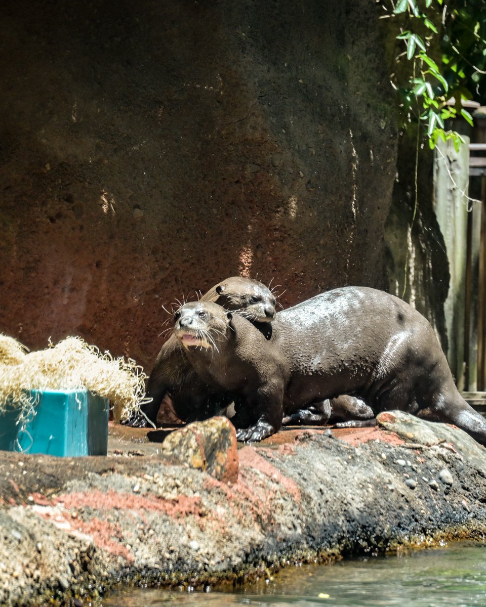 zoomiami's tweet photo. Happy World Otter Day! 🦦 Our otters are some of the most playful and charismatic residents you’ll see at Zoo Miami! Visit our North American river otters at Mission Everglades and our giant river otter at Amazon &amp; Beyond the next time you visit us! https://t.co/WQux4dyoBh