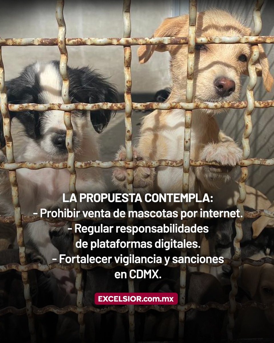 Excelsior's tweet photo. 🐶​🙌​ La propuesta del Partido Verde  busca combatir criaderos clandestinos, el abandono animal y el maltrato derivado de compras impulsivas.
#PV #Animales #Noticia https://t.co/xv5Jf1OlUn