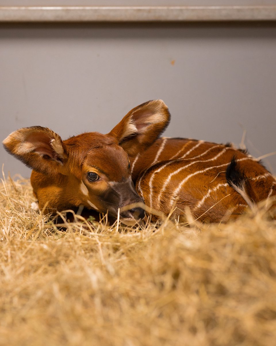Fort Worth Zoo tweet media