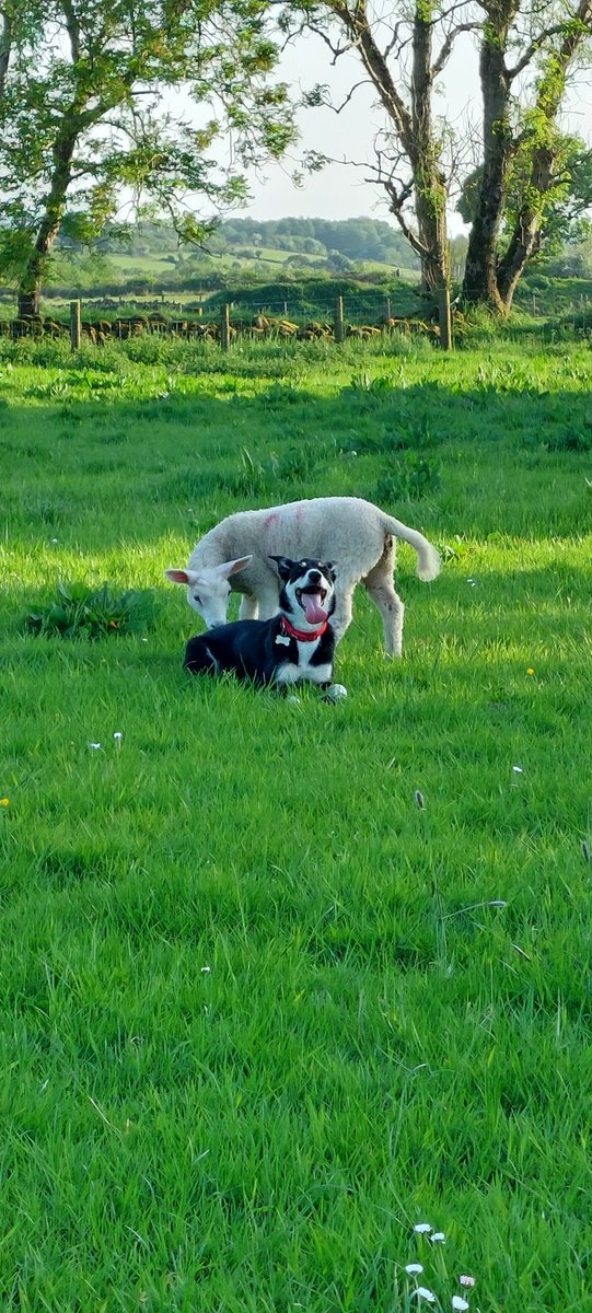 Liam2D's tweet photo. Lovely weather for the lambs to graze https://t.co/0tqCzO5YSh