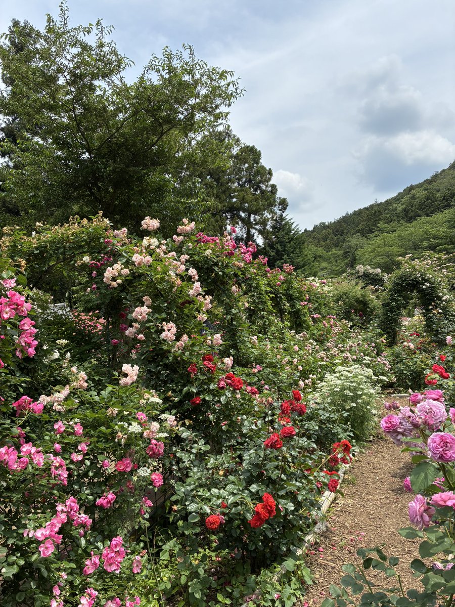 laboum2849's tweet photo. お早うございます

先日　埼玉県毛呂山町　#滝の入ローズガーデン　に行ってきました

それはそれは沢山の薔薇が咲き乱れ感嘆！🌹
素晴らしいお手入れにも感動！
来年も必ず行きます

気分上昇
今週も宜しくお願い致します

#武蔵村山市　#ラブームケーキ工房　#村山げんこつシュー
#薔薇 https://t.co/JeE8pJGURU